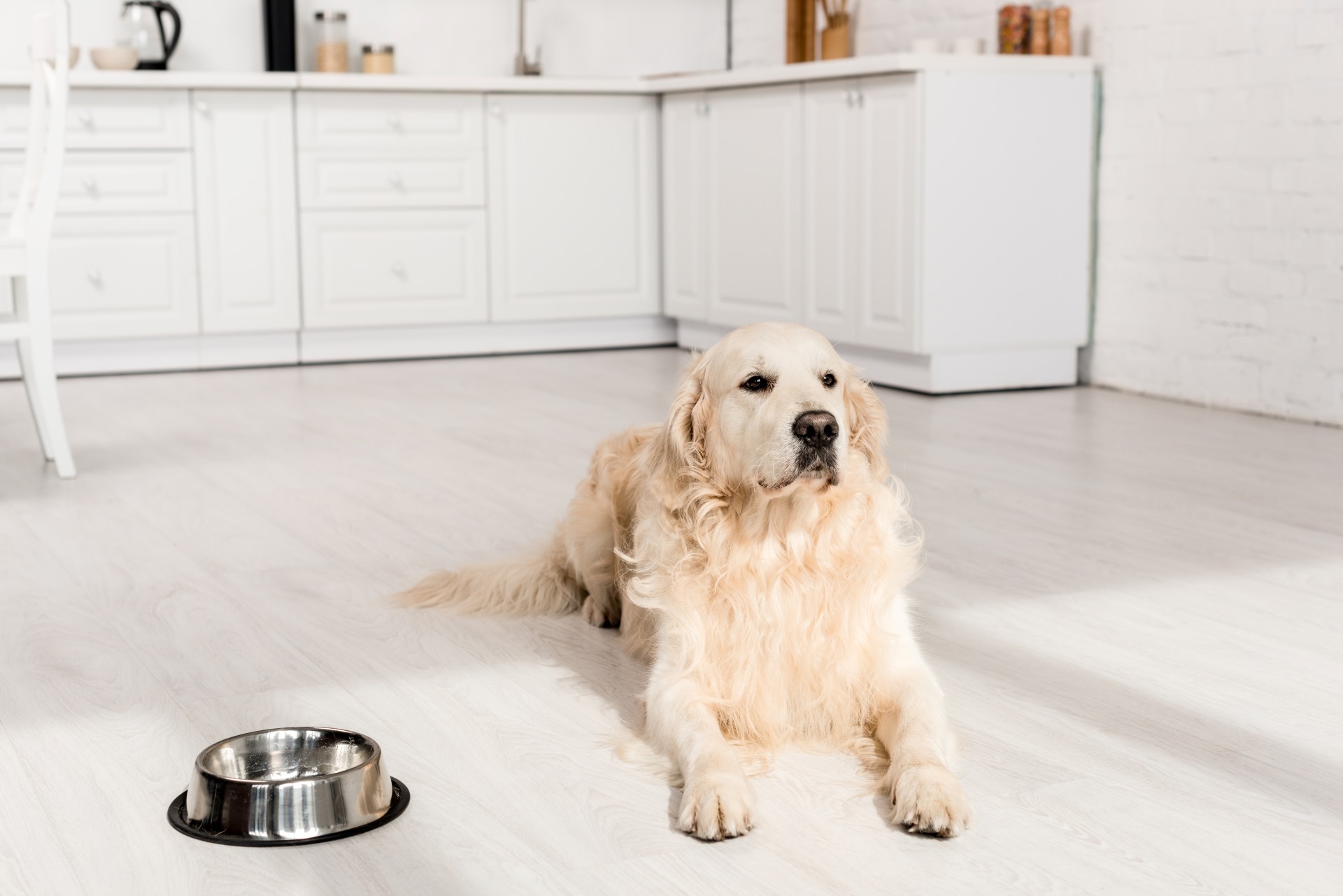 愛犬にあったフードボウルで、快適な食事を